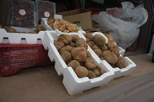 http://www.mushroommarket.net/file/upload/201911/20/11-42-40-65-283825.jpg